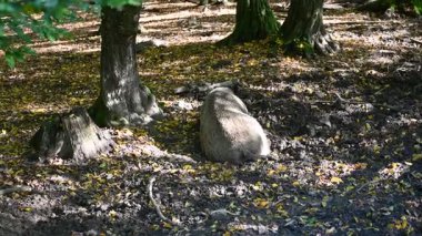 Doğa yaban domuzları. Hayvanlar ve doğa için güzel bir kavram..