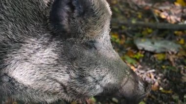Doğa yaban domuzları. Hayvanlar ve doğa için güzel bir kavram..