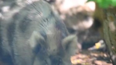 Doğa yaban domuzları. Hayvanlar ve doğa için güzel bir kavram..