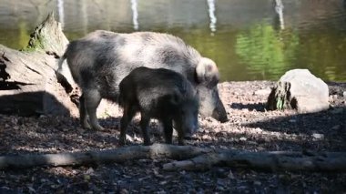 Doğa yaban domuzları. Hayvanlar ve doğa için güzel bir kavram..