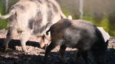 Doğa yaban domuzları. Hayvanlar ve doğa için güzel bir kavram..