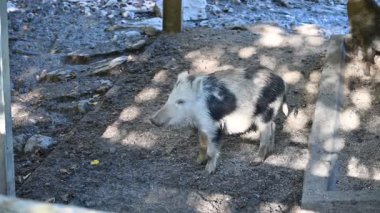 Doğa yaban domuzları. Hayvanlar ve doğa için güzel bir kavram..