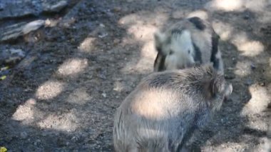 Doğa yaban domuzları. Hayvanlar ve doğa için güzel bir kavram..
