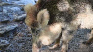 Doğa yaban domuzları. Hayvanlar ve doğa için güzel bir kavram..