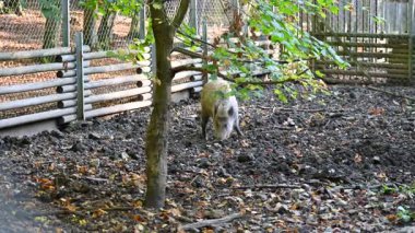 Doğa yaban domuzları. Hayvanlar ve doğa için güzel bir kavram..