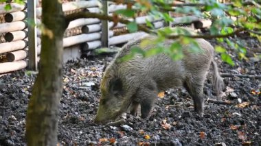 Doğa yaban domuzları. Hayvanlar ve doğa için güzel bir kavram..
