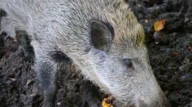 Doğa yaban domuzları. Hayvanlar ve doğa için güzel bir kavram..