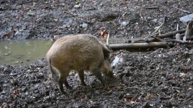 Doğa yaban domuzları. Hayvanlar ve doğa için güzel bir kavram..