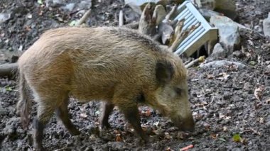 Doğa yaban domuzları. Hayvanlar ve doğa için güzel bir kavram..