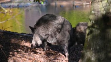 Doğa yaban domuzları. Hayvanlar ve doğa için güzel bir kavram..