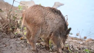 Doğa yaban domuzları. Hayvanlar ve doğa için güzel bir kavram..