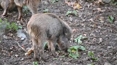 Doğa yaban domuzları. Hayvanlar ve doğa için güzel bir kavram..