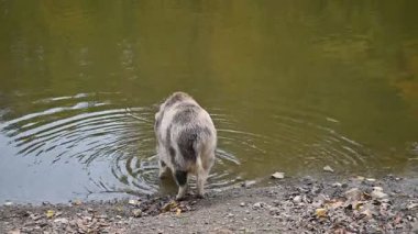 Doğa yaban domuzları. Hayvanlar ve doğa için güzel bir kavram..