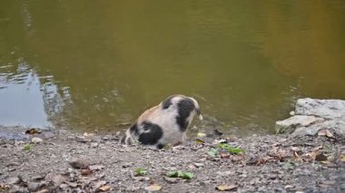 Doğa yaban domuzları. Hayvanlar ve doğa için güzel bir kavram..
