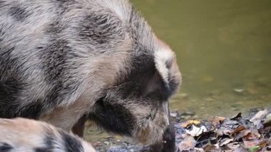 Doğa yaban domuzları. Hayvanlar ve doğa için güzel bir kavram..