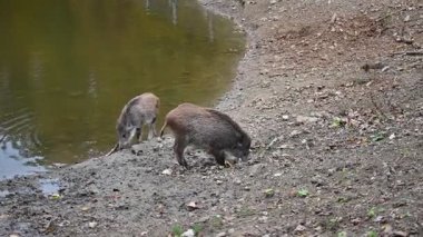 Doğa yaban domuzları. Hayvanlar ve doğa için güzel bir kavram..