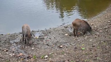 Doğa yaban domuzları. Hayvanlar ve doğa için güzel bir kavram..