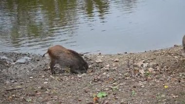 Doğa yaban domuzları. Hayvanlar ve doğa için güzel bir kavram..