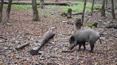 Doğa yaban domuzları. Hayvanlar ve doğa için güzel bir kavram..