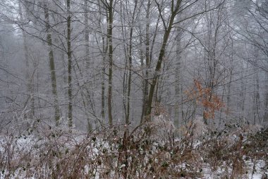 Kış manzarası. Dallardaki buzlar. Güzel kış mevsimsel doğal arka plan.