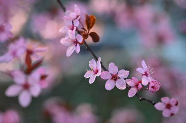 Bahar. Güzel çiçekli Japon kiraz-Sakura. Bahar gününde çiçekler ve güneş ile renkli arka plan.
