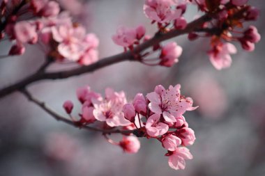 Bahar. Güzel çiçekli Japon kiraz-Sakura. Bahar gününde çiçekler ve güneş ile renkli arka plan.