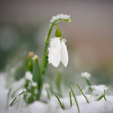 Bahar çiçekleri - kardelen. Güzel günbatımında kurtçukları çiçek açmış. Cins - Galanthus nivalis