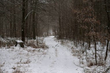 Ağaçlı, karlı kış ormanı manzarası. Kışın doğa.