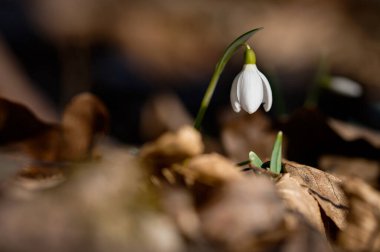 Bahar arka planı. Bahar ve mevsimin başlangıcı için güzel ilkbahar çiçekleri. Doğa ve çevre kavramı.