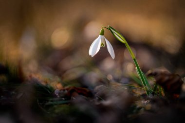 Bahar arka planı. Bahar ve mevsimin başlangıcı için güzel ilkbahar çiçekleri. Doğa ve çevre kavramı.