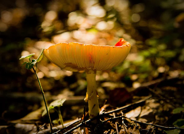 Pilz — Stockfoto