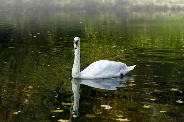 Cigno nello stagno — Foto Stock