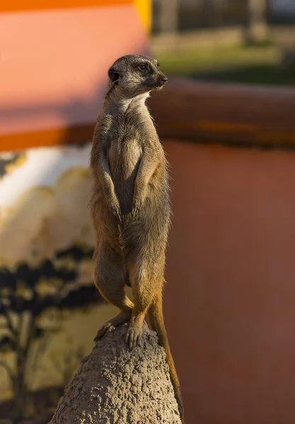 A Suricate a teljes növekedés — Stock Fotó