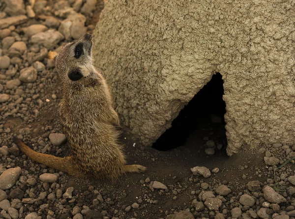 Gopher stojí v plné růstu — Stock fotografie