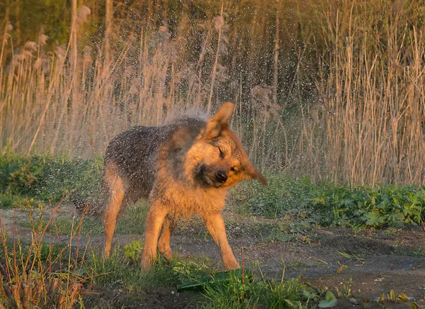 Hund skakar av vattnet — Stockfoto