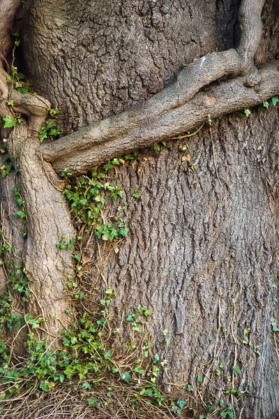 Stammen av ett gammalt träd — Stockfoto