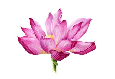Çiçekli suluboya resimde nilüfer çiçeği. Yumuşak pembe su çiçekli botanik resim. Meditasyon ve zen sembolü nilüfer çiçeği beyaz arka planda izole edilmiştir.