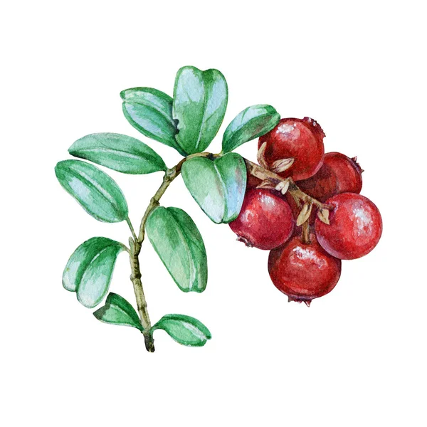 Brusinková větev se zelenými listy a červenými bobulemi akvarel ilustrace. Ručně kreslené čerstvé brusinky. Chutné zralé foxberry obraz izolovaný na bílém pozadí — Stock fotografie