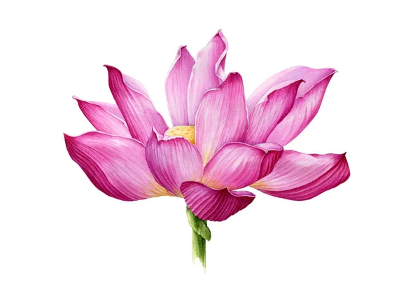 Цветок лотоса в полной цветущей акварельной иллюстрации. Нежная розовая вода лилия цветет ботаническое изображение. Медитация и символ дзена цветок лотоса на белом фоне — стоковое фото