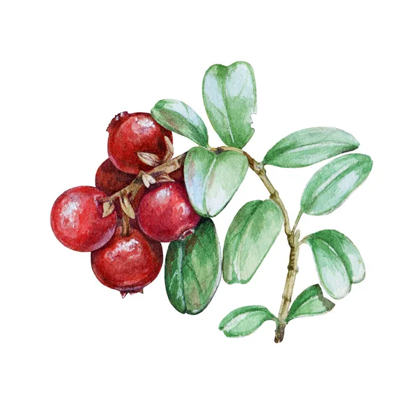 Lingonberry stonek s červenými bobulemi akvarel ilustrace. Ručně kreslené čerstvé organické malované ostružiny se zelenými listy. Chutné zralé foxberry obraz izolovaný na bílém pozadí — Stock fotografie