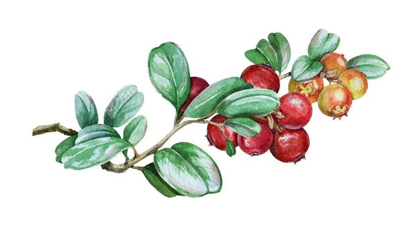 带有叶子和红色成熟和绿色浆果水彩画的草莓枝条。手绘新鲜的新鲜树莓。白色背景下分离出成熟的覆盆子味图像 — 图库照片