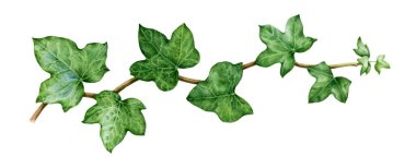 Ivy watercolor illustration. Green lush hedera helix close up image. Fresh botanical green branch with leaves and buds. Garden evergreen plant solated on white background clipart