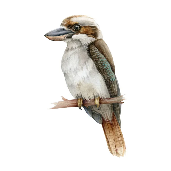 Kookaburra bird watercolor illustration. Australia native bird hand drawn realistic illustration. Single big kingfisher on a branch image. Sitting kookaburra wild australian animal on white background — Stock Photo, Image