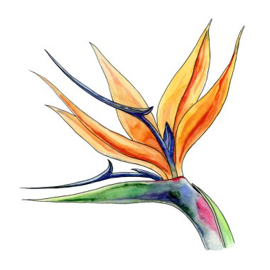 Strelitzia çiçek suluboya çizimi. Parlak el, egzotik tropikal çiçek elementi çizmiş. Botanik çiçek açan Strelitziaceae beyaz arkaplanda izole edildi.