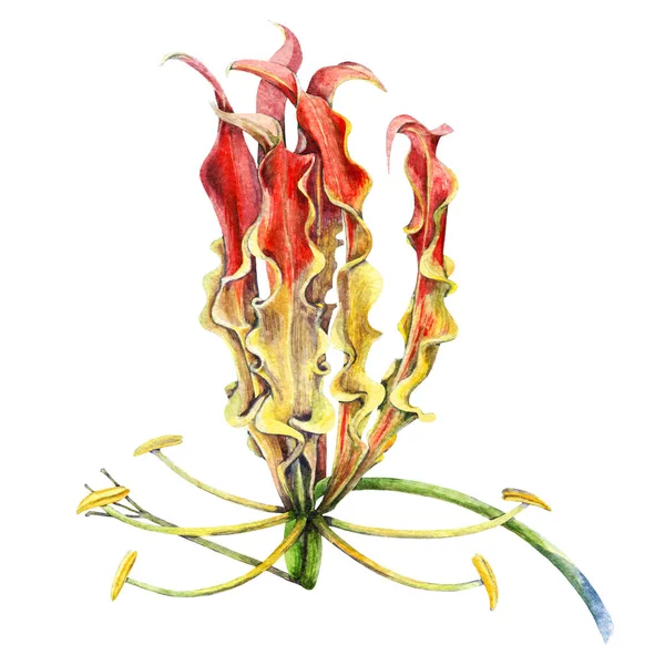 Gloriosa exotiska blomma akvarell illustration. Tropiskt rött med gul lilja. Botanisk asiatisk och afrikansk blomma. flamma blomma isolerad på vit bakgrund. — Stockfoto