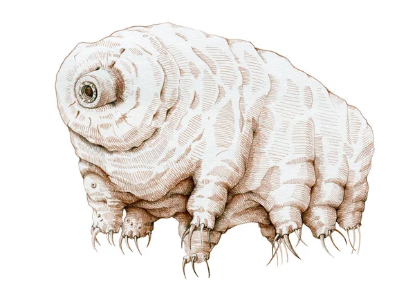 タルジグレードの顕微鏡的グラフィックイラスト。手描きの水クマ動物学最小の動物。動物のセピアインク画像,科学研究に最適です,白い背景に隔離されました. — ストック写真