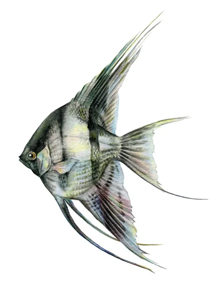 Angelfish черно-белый акварель закрыть иллюстрации. Рыба чешуйчатая (Pterophyllum) - экзотическое животное-аквариум из реки Амазон. Изолированный на белом фоне. — стоковое фото