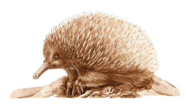 Echidna hewan menutup gambar cat air. Australia endemik eksotis tangan liar mamalia digambar gambar. Echidna dengan spike diisolasi pada latar belakang putih. — Stok Foto