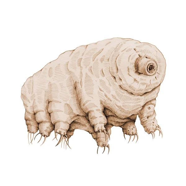 Ilustrasi mikroskopis grakialis Tardigrade. Hewan terkecil zoologi beruang air yang digambar dengan tangan. Sepia ink image of animalcule, perfect for science research, isolated on white background. — Stok Foto