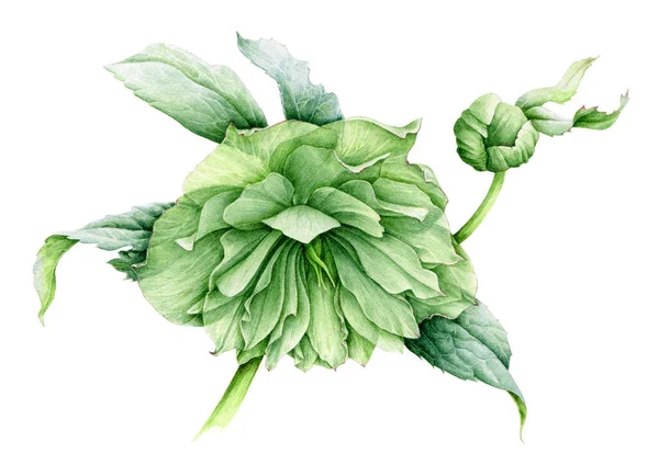 Zelená hellebore květ akvarel ilustrace. Jaro krásné Helleborus květ v plném květu s mnoha okvětními lístky. Zahradní botanická rostlina izolované na bílém pozadí. — Stock fotografie